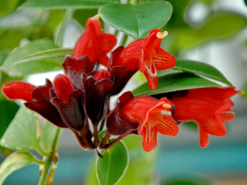 Lipstick Plant