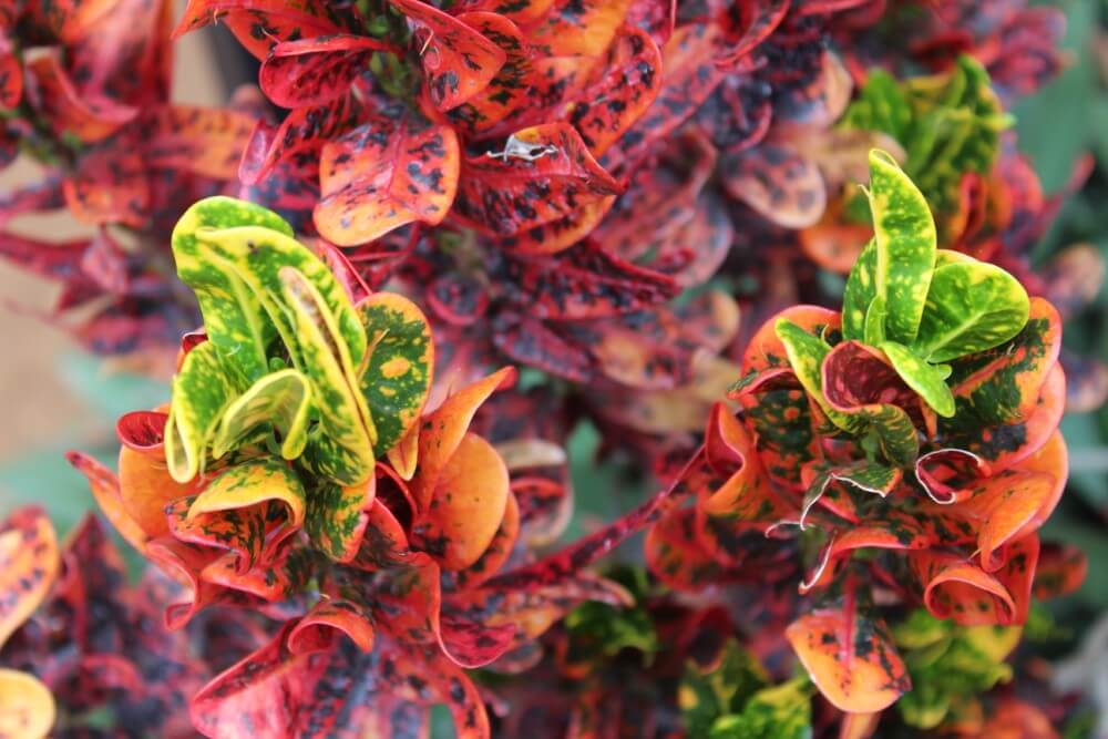 Mammy Croton (Codiaeum variegatum ‘Mammy’)