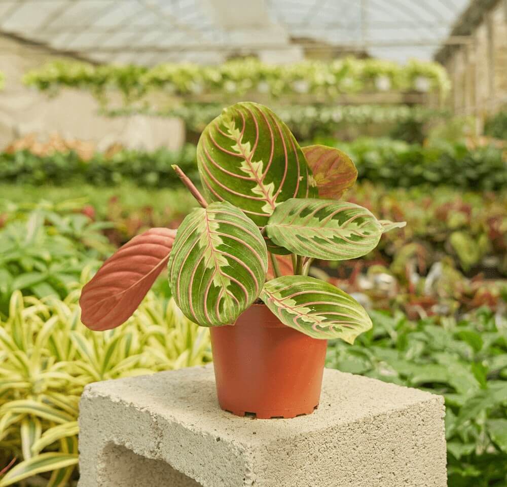 Maranta Prayer Plant Delivery Rooted