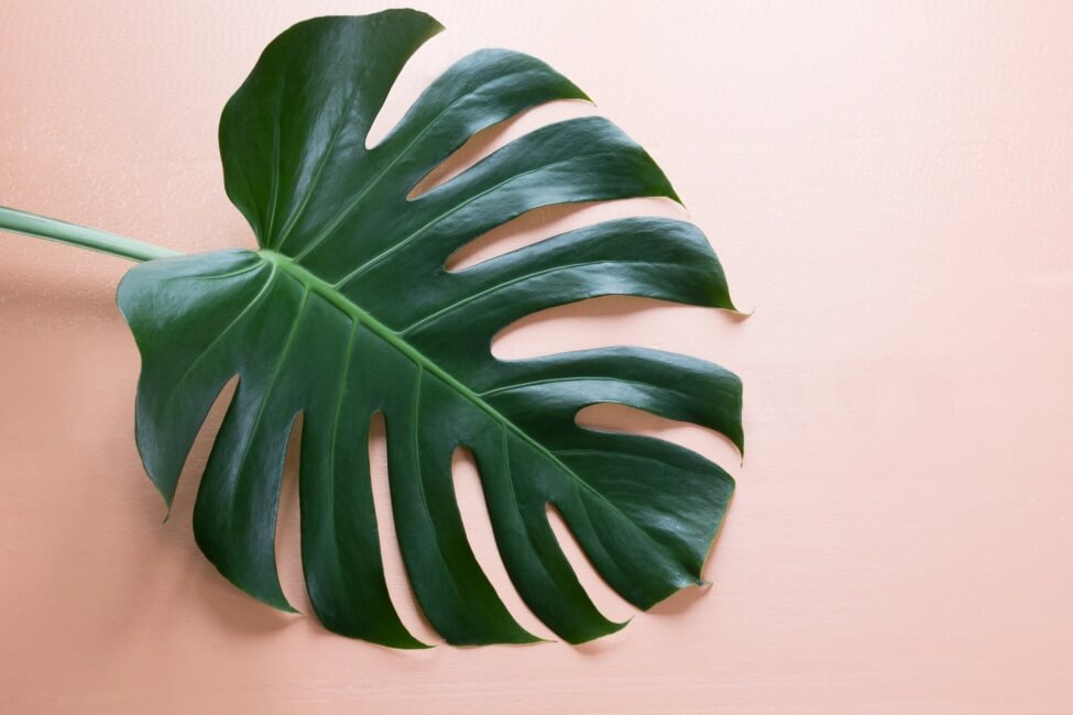 Monstera Plants Meanings & Symbolism