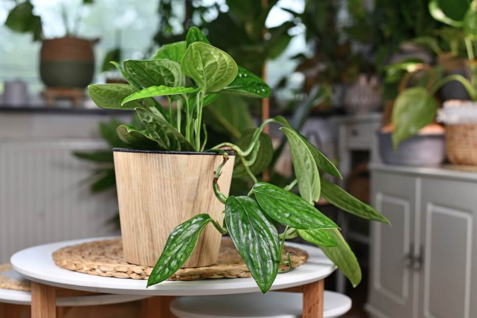 Monstera karstenianum (Monstera sp. Peru)