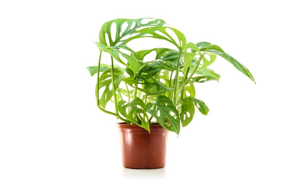 Monstera obliqua
