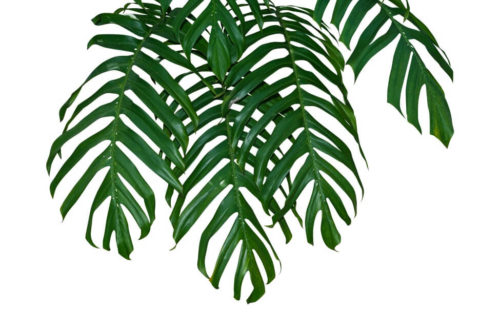 Monstera punctulata