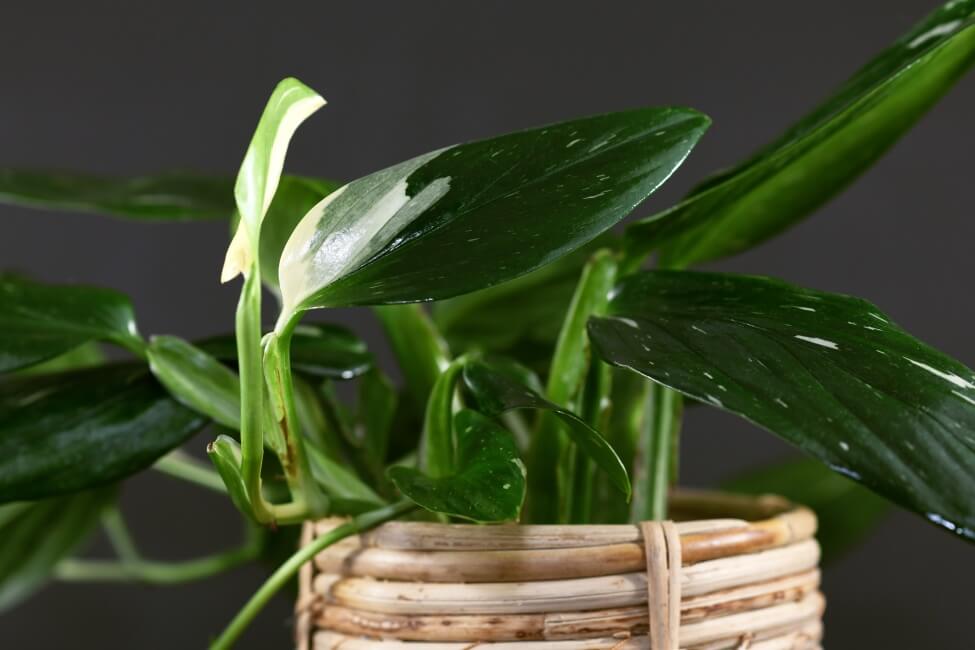 Monstera standleyana