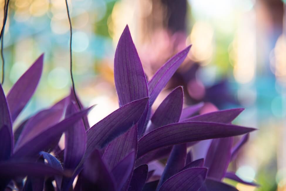 Moses-in-the-Cradle (Tradescantia spathacea)