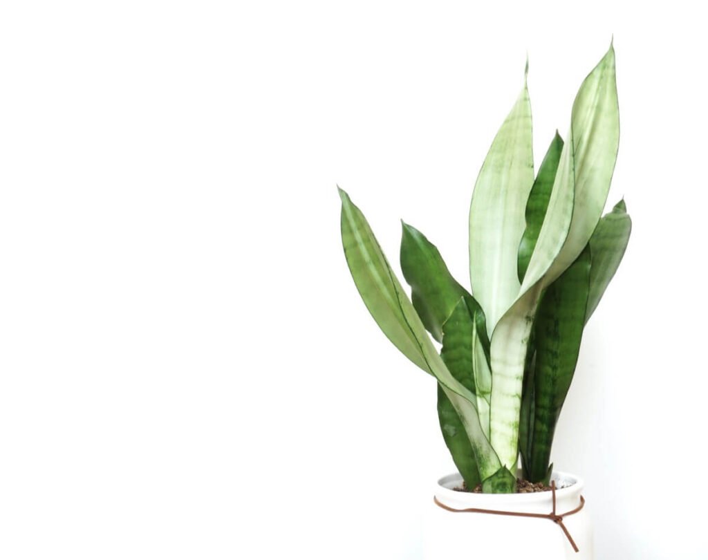 Mother-in-Law’s Tongue ‘Moonshine’ (Sansevieria ‘Moonshine’)