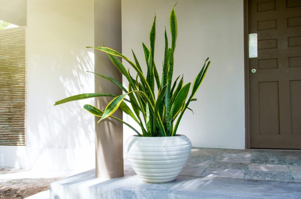 Mother-in-law’s Tongue (Sansevieria trifasciata)
