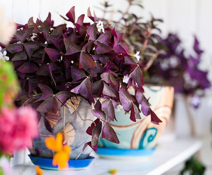 Oxalis