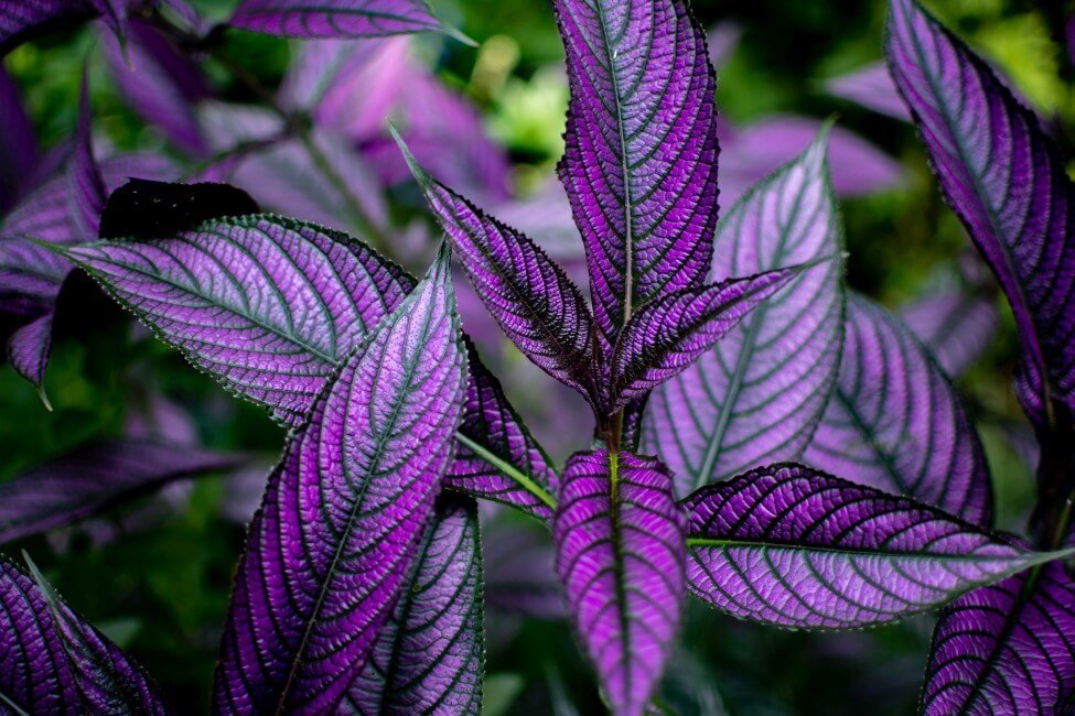 Persian Shield Plant (Strobilanthes dyeriana)