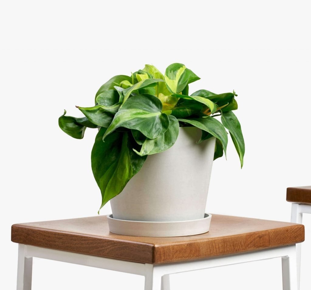 Philodendron Brasil for Hanging Indoor Houseplants from Bloomscape