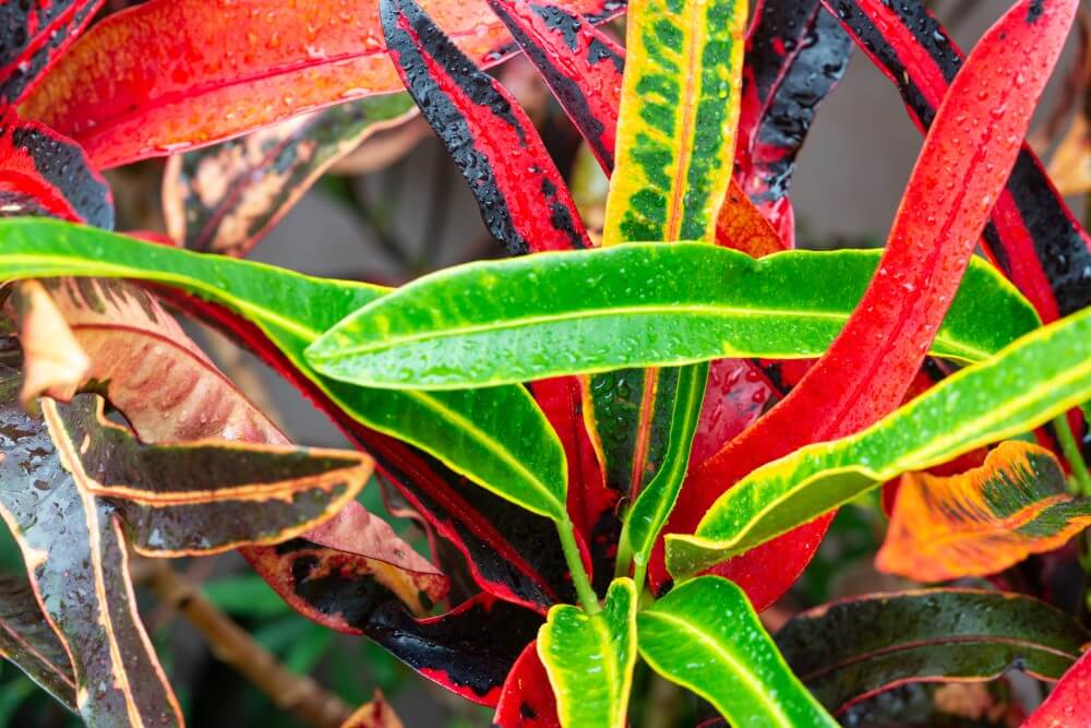 Picasso’s Paintbrush Croton (Codiaeum variegatum ‘Picasso’s Paintbrush)