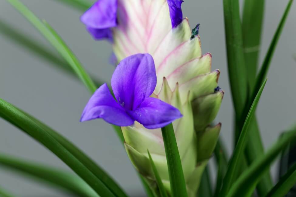 Pink Quill (Wallisia cyanea)