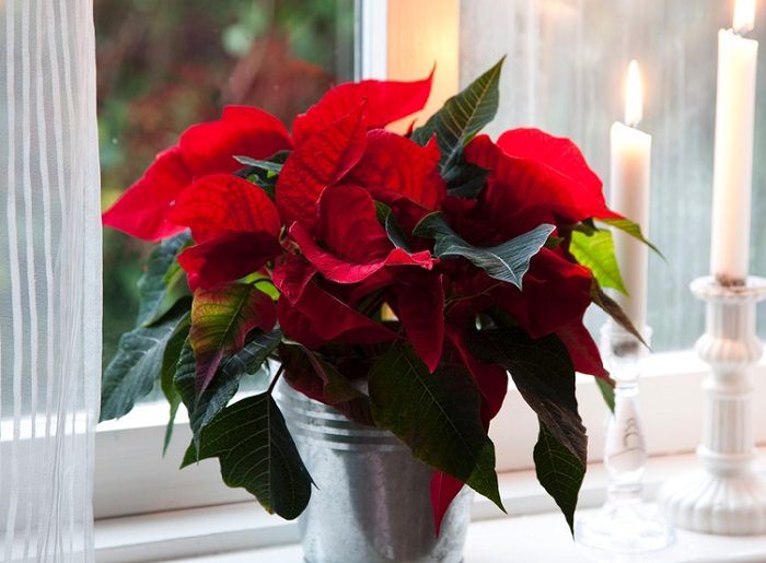 Poinsettia