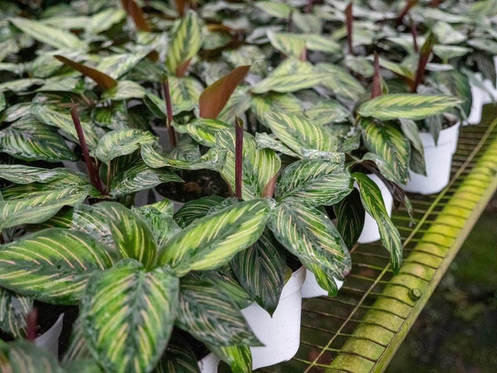 Prayer Plant Delivery from Gabriella Plants
