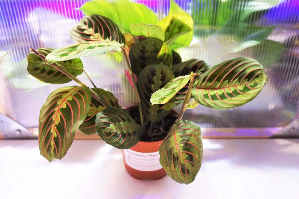 Prayer Plants at Etsy