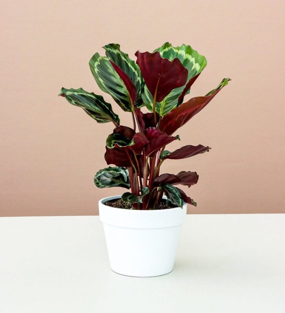 Prayer Plants at Lively Root