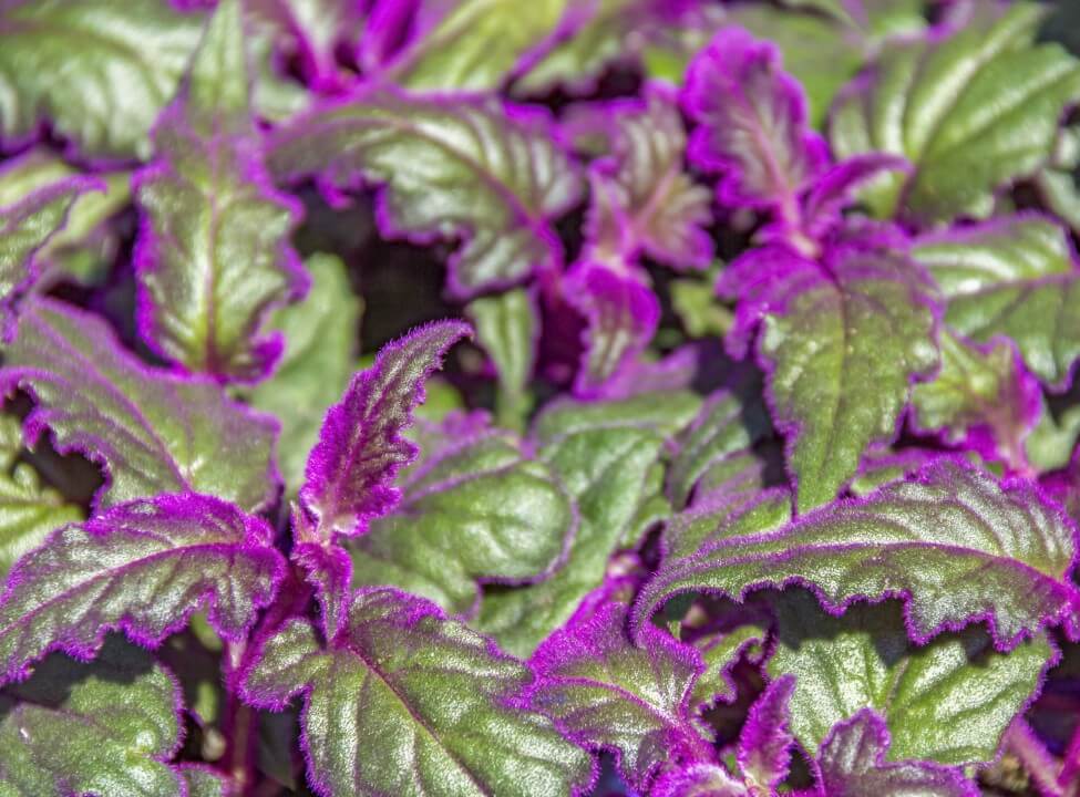 Purple Passion (Gynura aurantiaca)