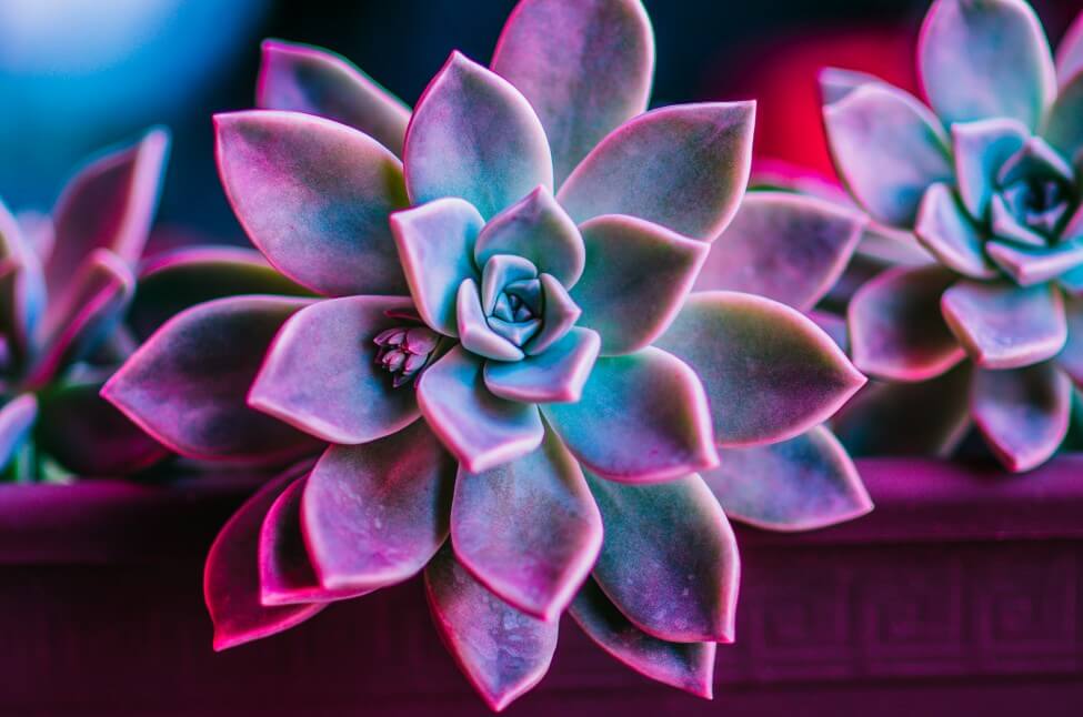 Purple Succulents (Echeveria)