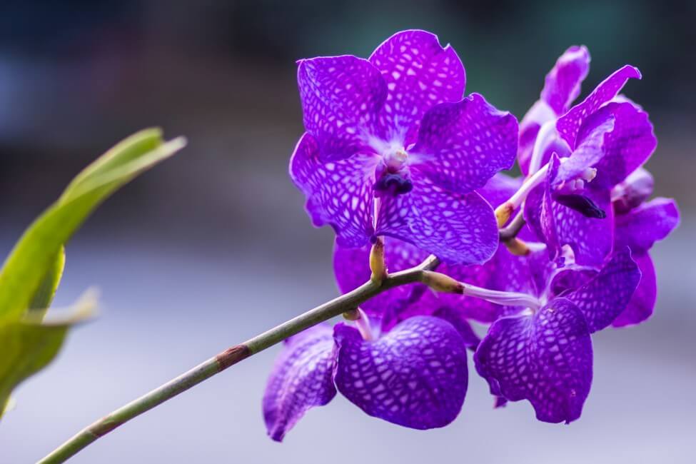 Purple Vanda Orchid (Vanda)