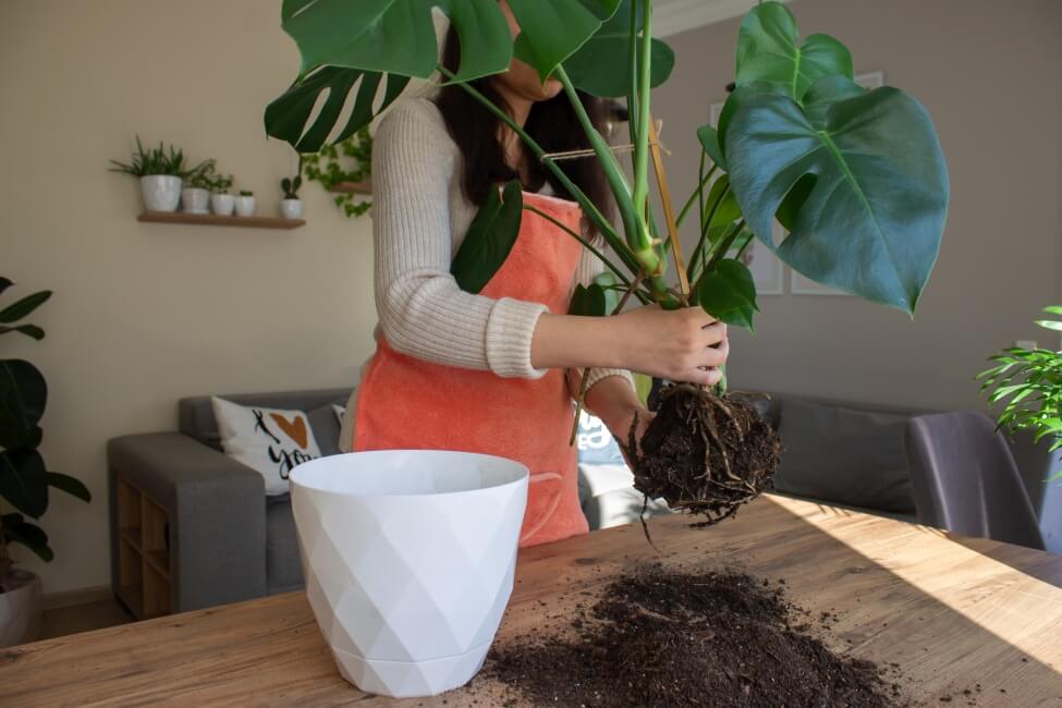 Repotting