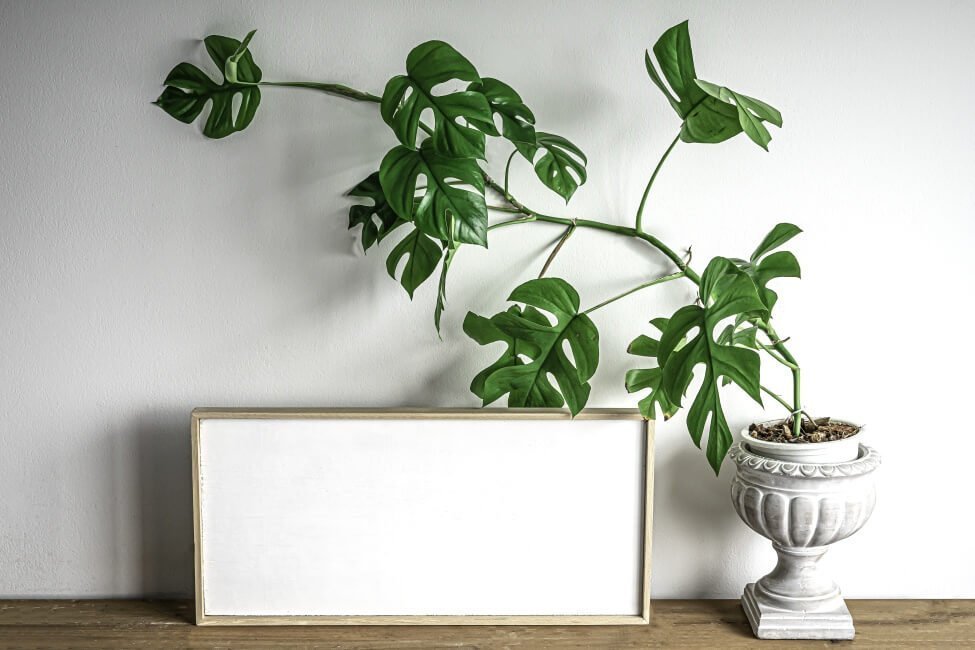 Rhaphidophora tetrasperma (Mini Monstera)