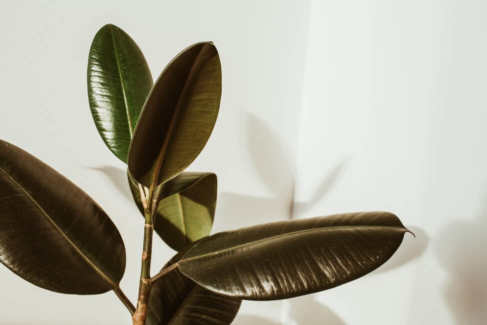 Rubber Tree Plant (Ficus elastica)