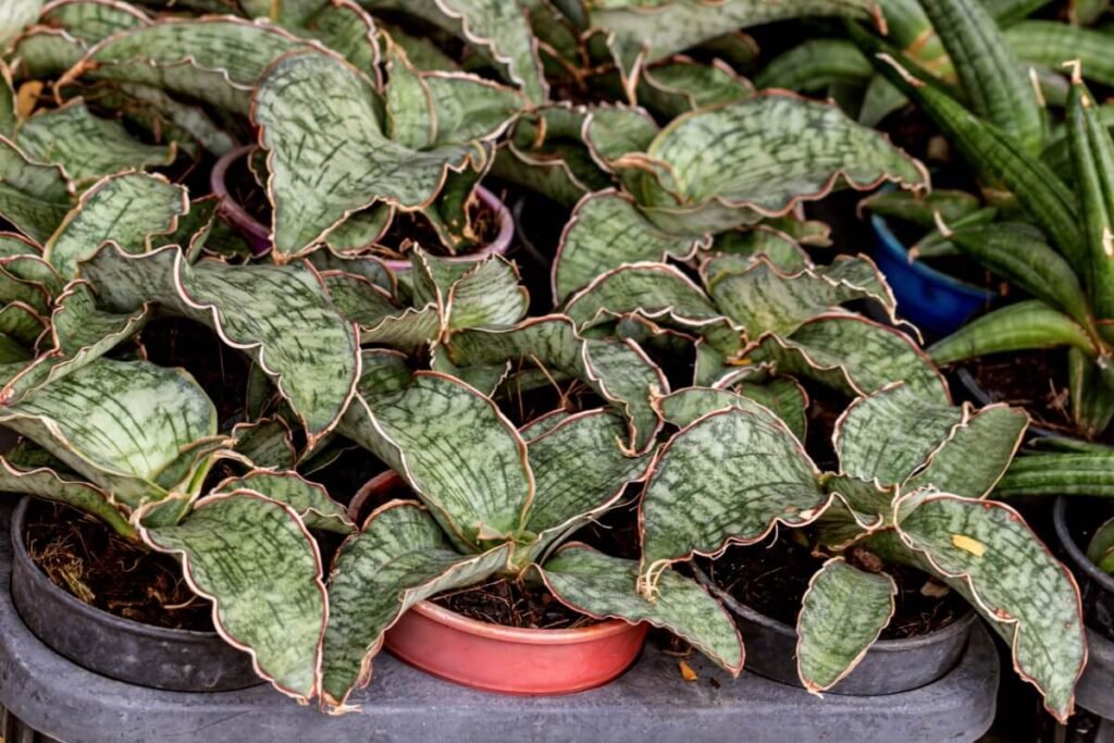 Sansevieria kirkii