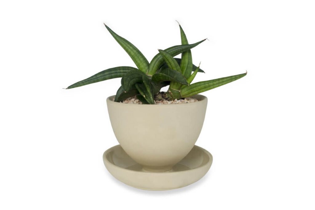 Sansevieria patens