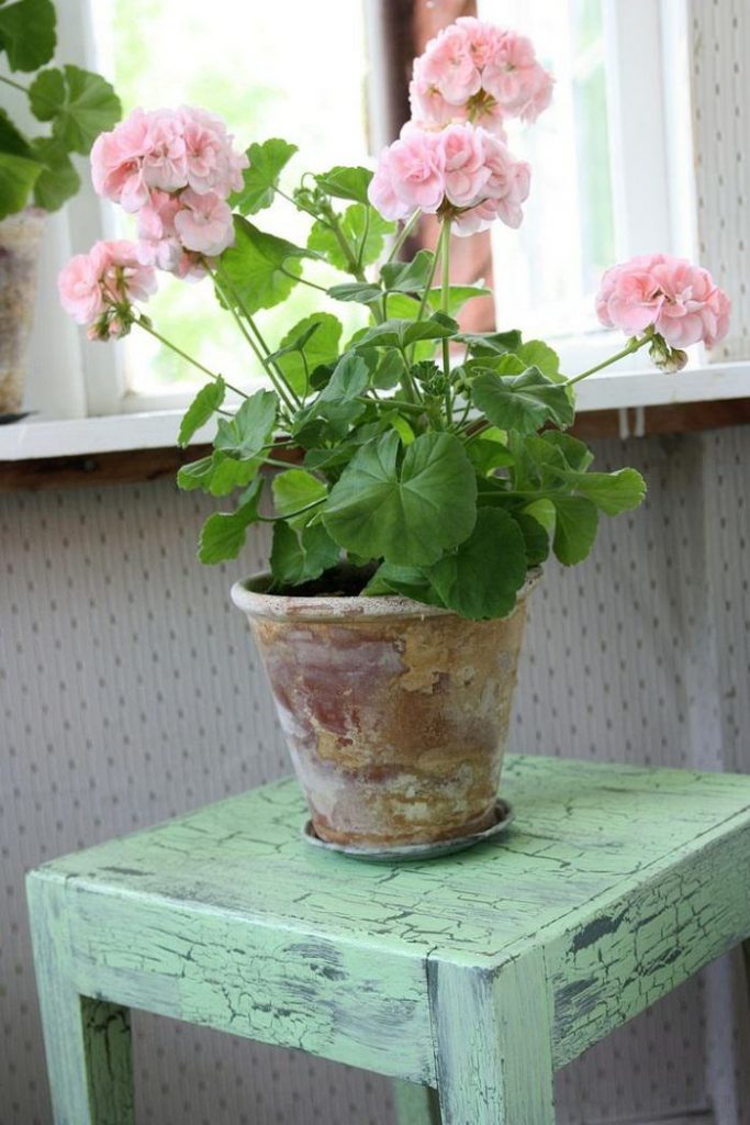 Scented Geranium