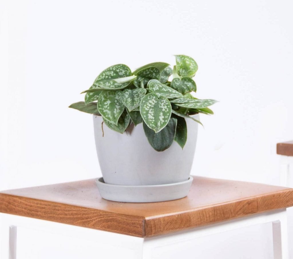 Silver Pothos Indoor Hanging Houseplant from Bloomscape