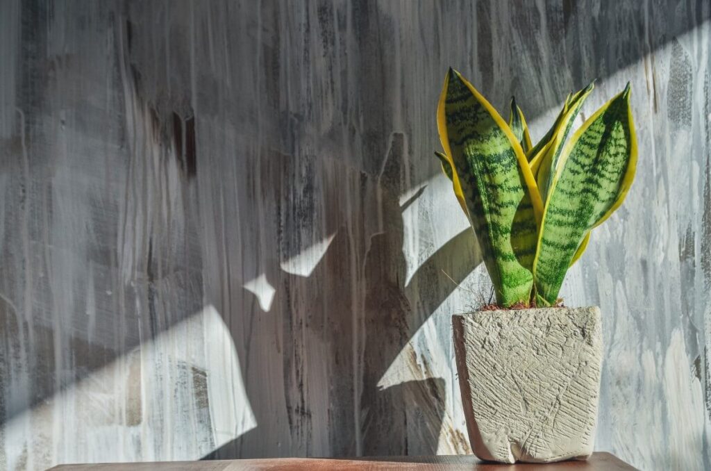 Snake Plant Light Preferences