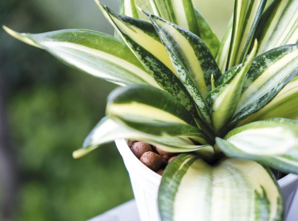 Snake Plant Uses and Benefits