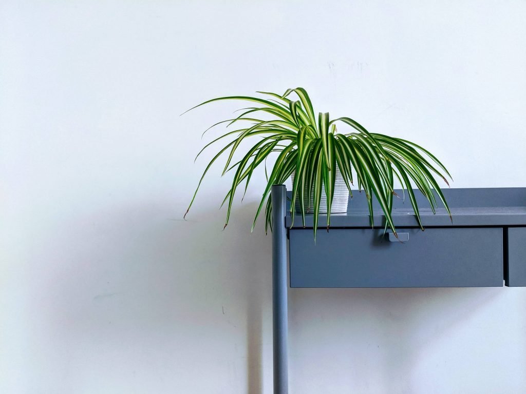 Spider Plant Best Indoor Plants for Hanging Baskets