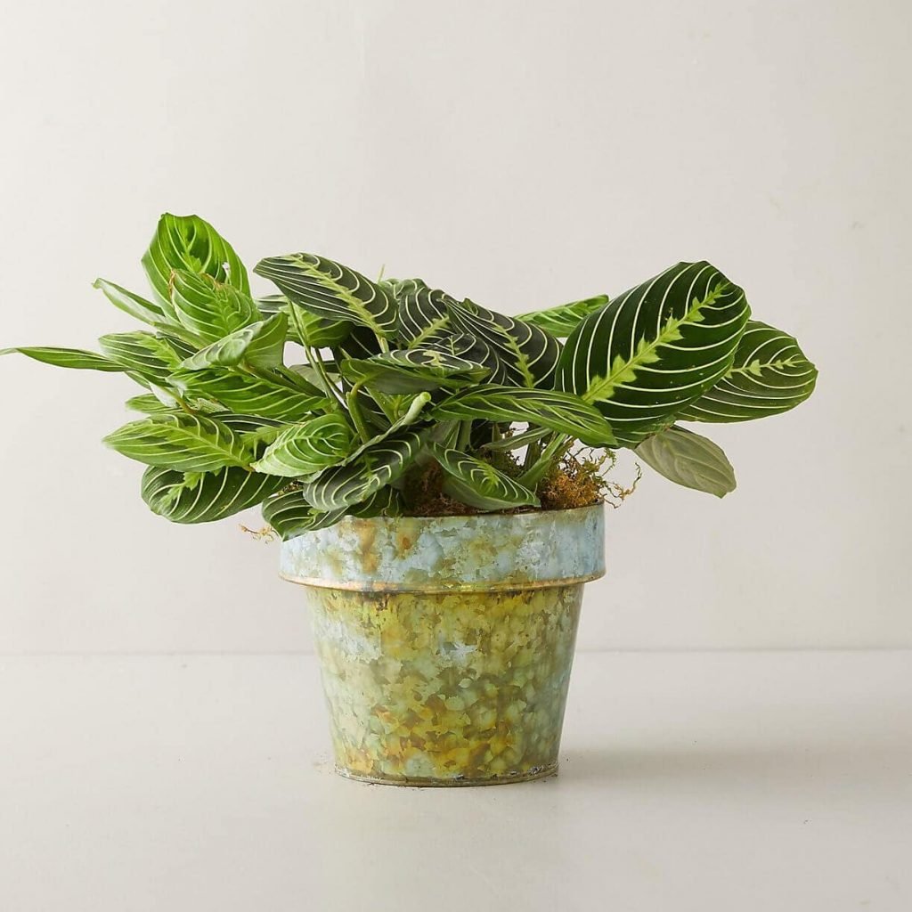 Terrain-Prayer-Plant-Delivery-USA