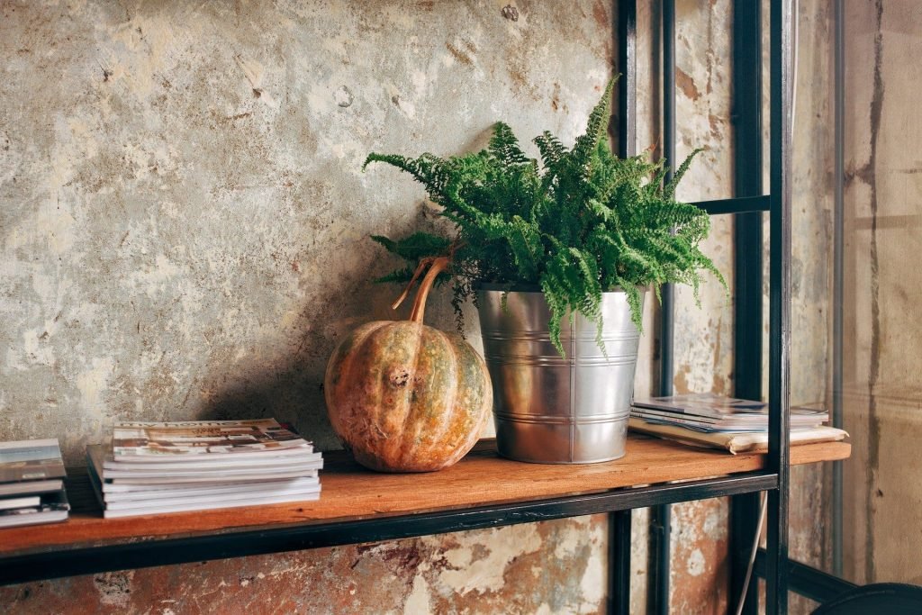 The Kimberly Queen Fern Indoor Hanging Plants