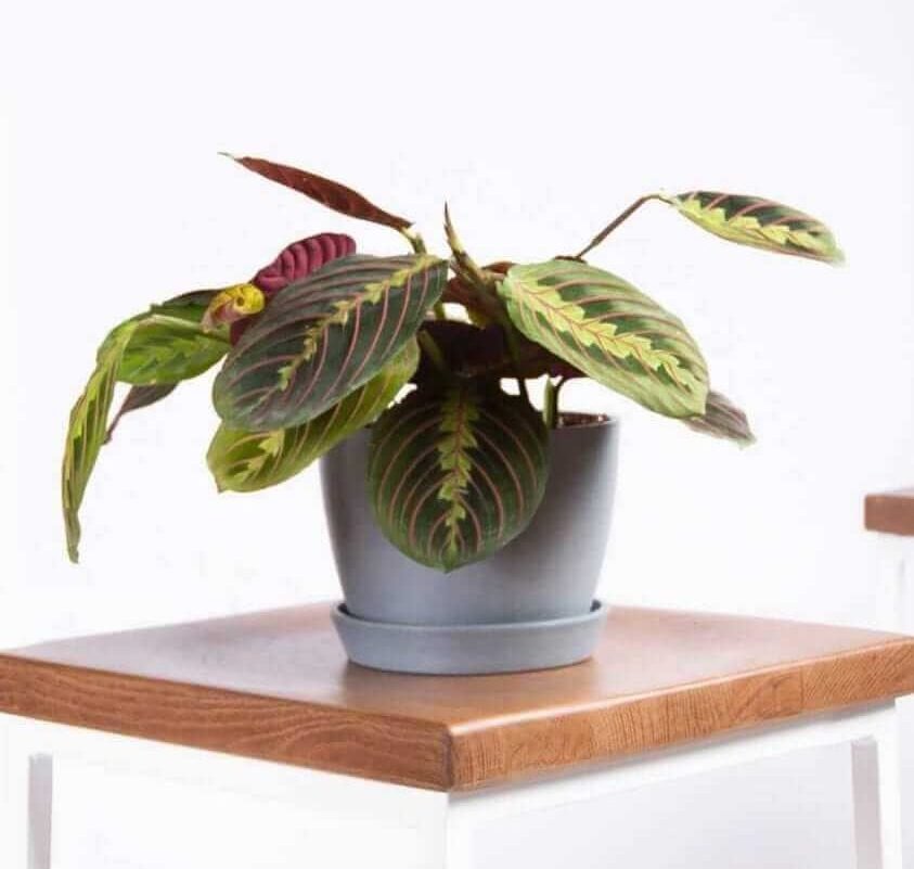 The Red Prayer Plant for Hanging Indoor Plants from Bloomscape