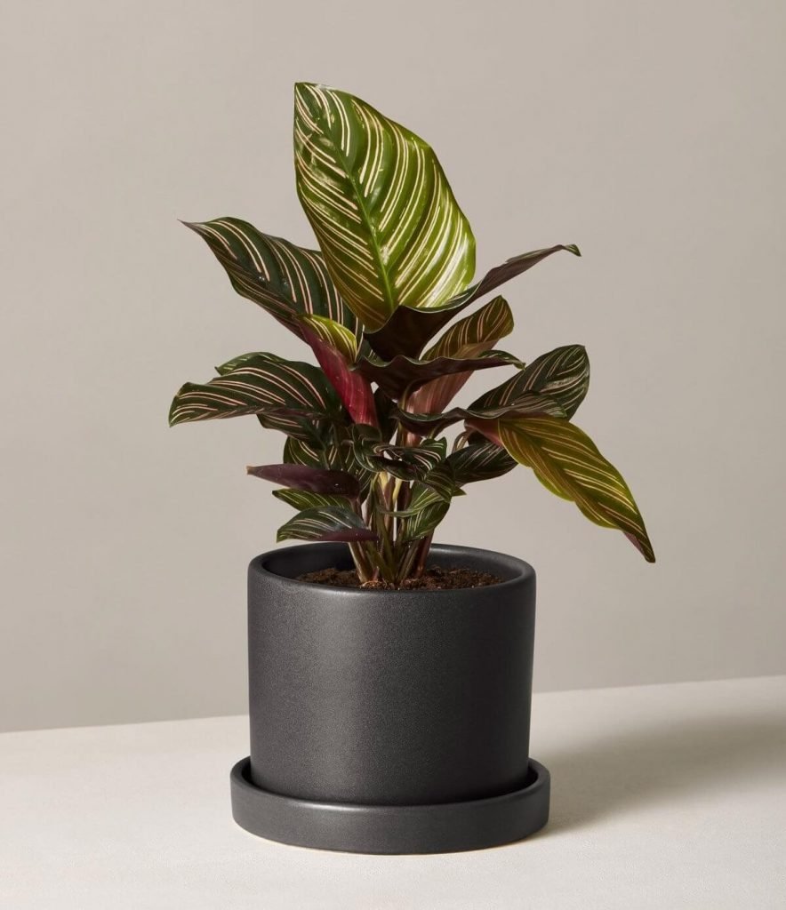 The Sill Calathea Prayer Plant Delivery