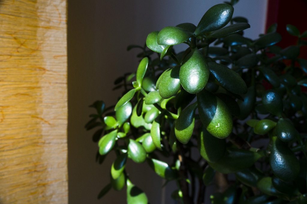 Trailing Jade Best Indoor Plants for Hanging Baskets