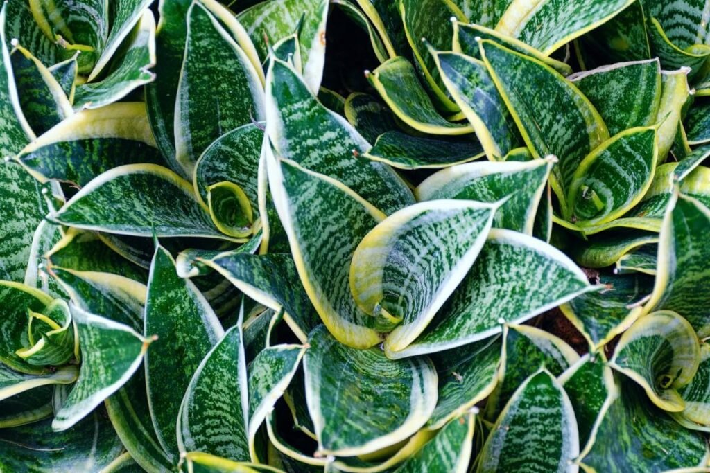 Twisted Sister (Sansevieria trifasciata ‘Twist’)