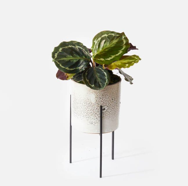 UrbanStems Prayer Plant Delivery