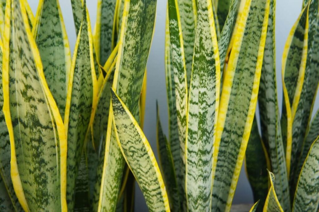 Variegated Snake Plant (Sansevieria laurentii)
