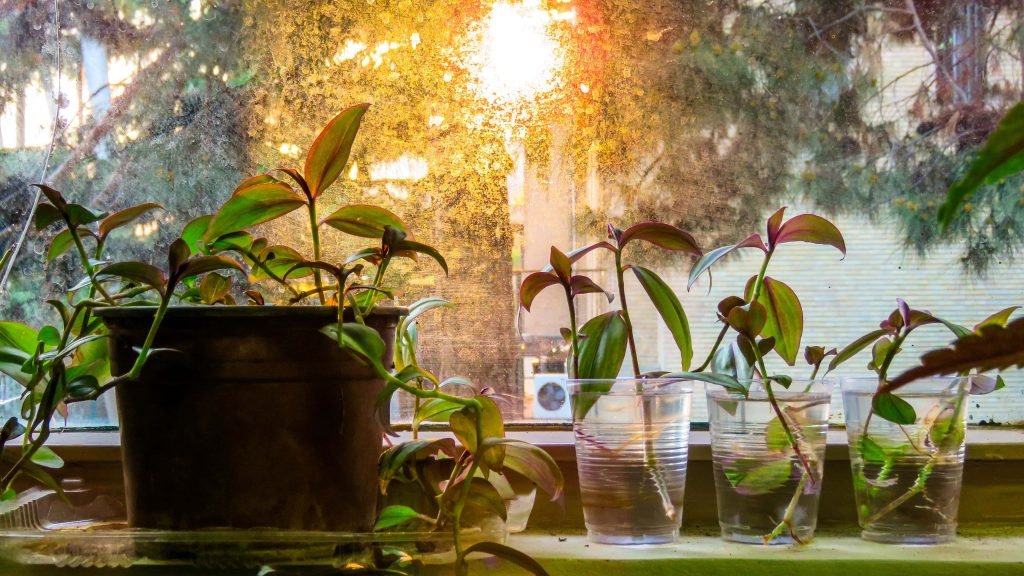 Wandering Jew Inchplant for Indoor Hanging Plants