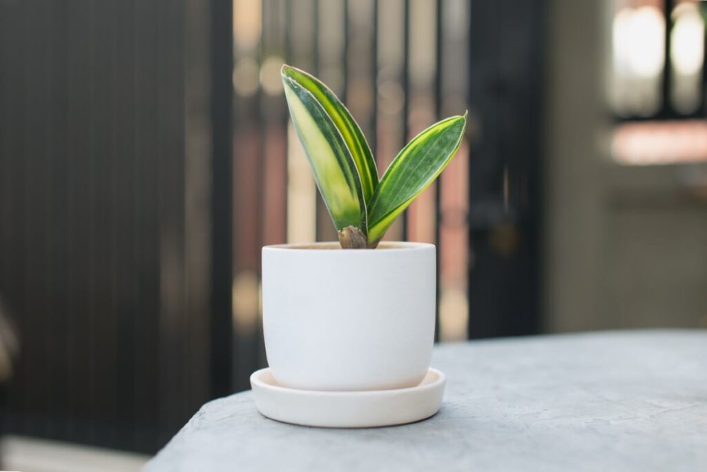 Whale Fin Snake Plant (Sansevieria masoniana)