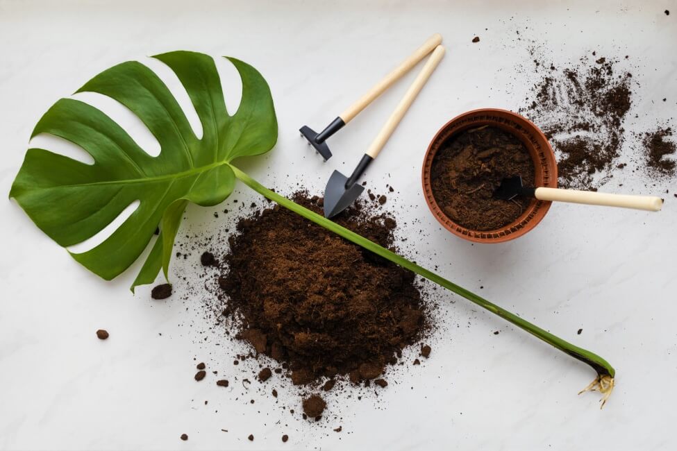 What's the Best Soil Mix for Monstera Plants