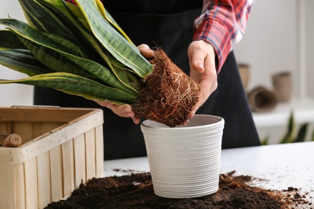 When and How to Repot a Snake Plant