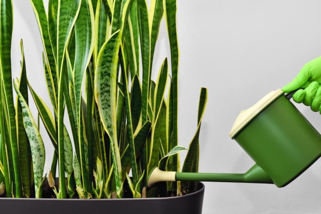 When and How to Water Snake Plants
