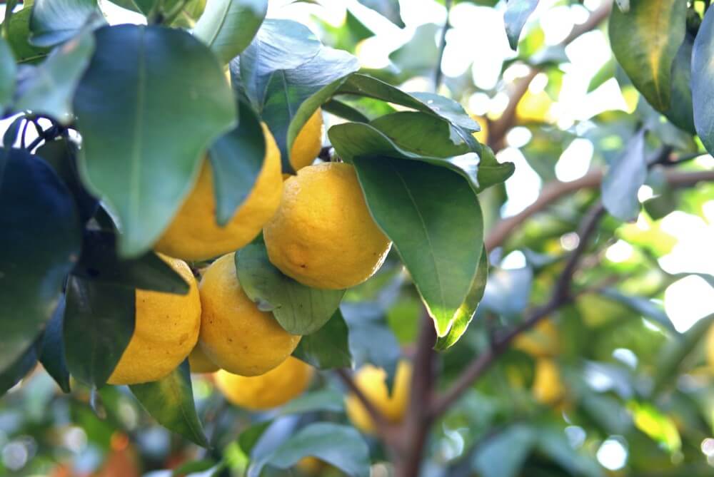 Yuzu (Citrus junos)