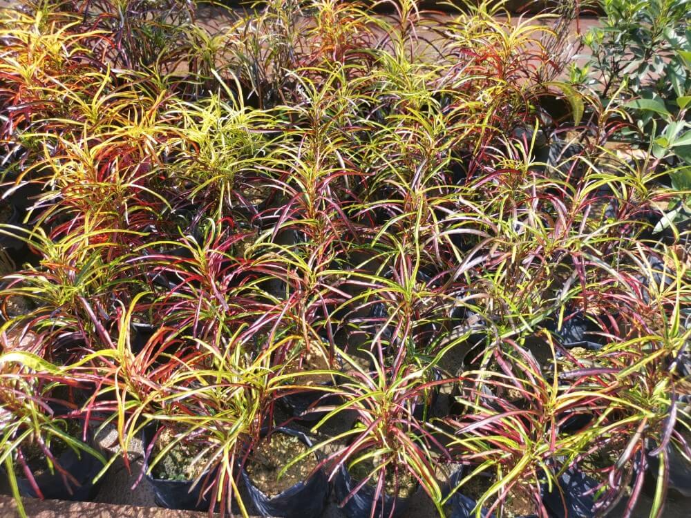 Zanzibar Croton (Codiaeum variegatum ‘Zanzibar’)
