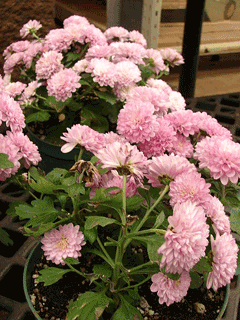 flowers for balcony garden-Chrysanthemum