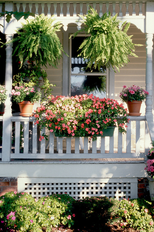 impatiens